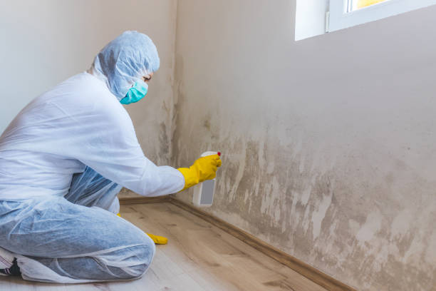 Licensed Mold Removal service in Petersburg, PA - WQB Mold Removal
